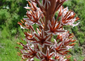 eremurus regelii nb (3)